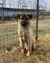 RUSTY, Hund, Mischlingshund in Rumänien - Bild 18