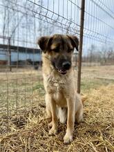 RUSTY, Hund, Mischlingshund in Rumänien - Bild 2
