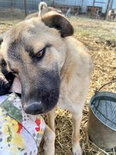 RUSTY, Hund, Mischlingshund in Rumänien - Bild 3