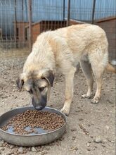 RUSTY, Hund, Mischlingshund in Rumänien - Bild 6
