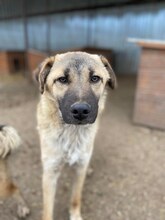 RUSTY, Hund, Mischlingshund in Rumänien - Bild 7