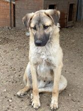 RUSTY, Hund, Mischlingshund in Rumänien - Bild 8