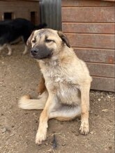 RUSTY, Hund, Mischlingshund in Rumänien - Bild 9