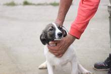 BRUNO, Hund, Mischlingshund in Rumänien - Bild 1