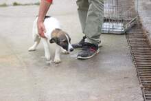 BRUNO, Hund, Mischlingshund in Rumänien - Bild 2