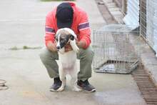 BRUNO, Hund, Mischlingshund in Rumänien - Bild 3