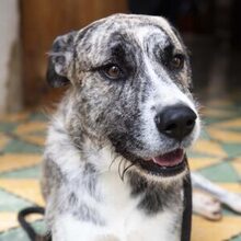 KAI, Hund, Mischlingshund in Spanien - Bild 1