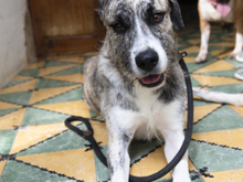 KAI, Hund, Mischlingshund in Spanien - Bild 12