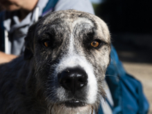 KAI, Hund, Mischlingshund in Spanien - Bild 13
