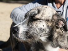 KAI, Hund, Mischlingshund in Spanien - Bild 15