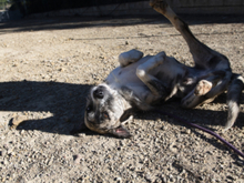 KAI, Hund, Mischlingshund in Spanien - Bild 17