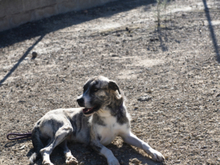 KAI, Hund, Mischlingshund in Spanien - Bild 18