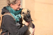 LISI, Hund, Hütehund-Herdenschutzhund-Mix in Spanien - Bild 10