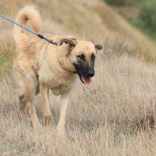 LISI, Hund, Hütehund-Herdenschutzhund-Mix in Spanien - Bild 17