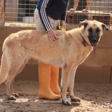 LISI, Hund, Hütehund-Herdenschutzhund-Mix in Spanien - Bild 19