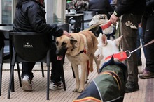 LISI, Hund, Hütehund-Herdenschutzhund-Mix in Spanien - Bild 2