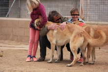 LISI, Hund, Hütehund-Herdenschutzhund-Mix in Spanien - Bild 3