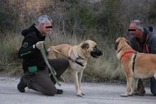 LISI, Hund, Hütehund-Herdenschutzhund-Mix in Spanien - Bild 7