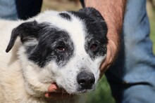 PENTY, Hund, Labrador-Dalmatiner-Mix in Lohra-Reimershausen - Bild 1