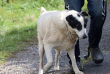 PENTY, Hund, Labrador-Dalmatiner-Mix in Lohra-Reimershausen - Bild 3