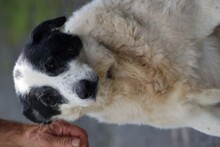 PENTY, Hund, Labrador-Dalmatiner-Mix in Lohra-Reimershausen - Bild 5