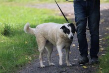 PENTY, Hund, Labrador-Dalmatiner-Mix in Lohra-Reimershausen - Bild 8