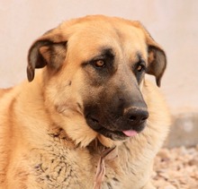 LILA, Hund, Hütehund-Herdenschutzhund-Mix in Spanien - Bild 1