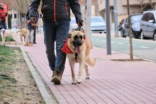 LILA, Hund, Hütehund-Herdenschutzhund-Mix in Spanien - Bild 10