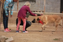 LILA, Hund, Hütehund-Herdenschutzhund-Mix in Spanien - Bild 14