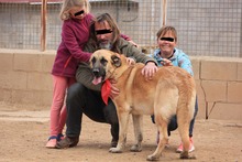 LILA, Hund, Hütehund-Herdenschutzhund-Mix in Spanien - Bild 15