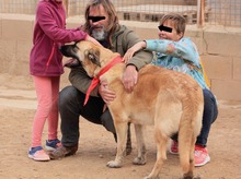LILA, Hund, Hütehund-Herdenschutzhund-Mix in Spanien - Bild 16