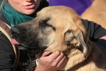 LILA, Hund, Hütehund-Herdenschutzhund-Mix in Spanien - Bild 18