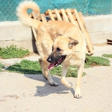 LILA, Hund, Hütehund-Herdenschutzhund-Mix in Spanien - Bild 19