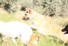 LILA, Hund, Hütehund-Herdenschutzhund-Mix in Spanien - Bild 2