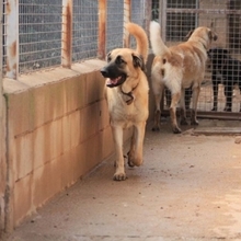 LILA, Hund, Hütehund-Herdenschutzhund-Mix in Spanien - Bild 22
