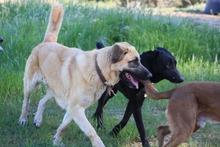 LILA, Hund, Hütehund-Herdenschutzhund-Mix in Spanien - Bild 4