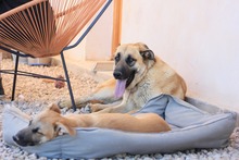 LILA, Hund, Hütehund-Herdenschutzhund-Mix in Spanien - Bild 5