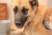 LILA, Hund, Hütehund-Herdenschutzhund-Mix in Spanien - Bild 8