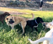 LILA, Hund, Hütehund-Herdenschutzhund-Mix in Spanien - Bild 9
