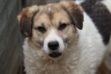 CHEBO, Hund, Beagle-Labrador-Mix in Lohra-Reimershausen - Bild 1
