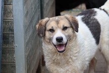 CHEBO, Hund, Beagle-Labrador-Mix in Lohra-Reimershausen - Bild 3