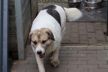 CHEBO, Hund, Beagle-Labrador-Mix in Lohra-Reimershausen - Bild 5