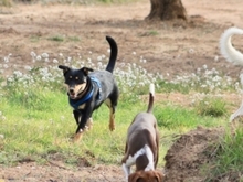 QUERIDA, Hund, Mischlingshund in Spanien - Bild 10