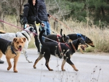 QUERIDA, Hund, Mischlingshund in Spanien - Bild 14