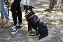 QUERIDA, Hund, Mischlingshund in Spanien - Bild 3