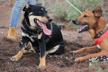 QUERIDA, Hund, Mischlingshund in Spanien - Bild 6