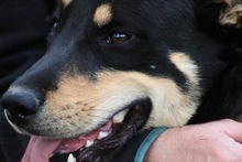 QUERIDA, Hund, Mischlingshund in Spanien - Bild 7