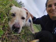 HACHI, Hund, Mischlingshund in Italien - Bild 10