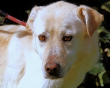 HACHI, Hund, Mischlingshund in Italien - Bild 11