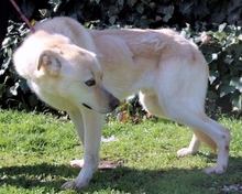 HACHI, Hund, Mischlingshund in Italien - Bild 12
